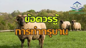 บทบัญญัติของการทำอุฎฮียะฮ์(กุรบาน)