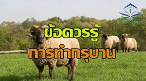 หุก่ม(ข้อตัดสิน)ในการทำอุฎฮียะฮ์ (กุรบาน)