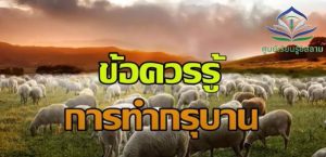 เวลาของการเชือดสัตว์อุฎฮียะฮ์(กุรบาน) และข้อควรปฏิบัติของผู้ที่จะทำอุฎฮียะฮ์(กุรบาน)
