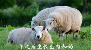 自然中的奇迹：显现安拉的智慧 。